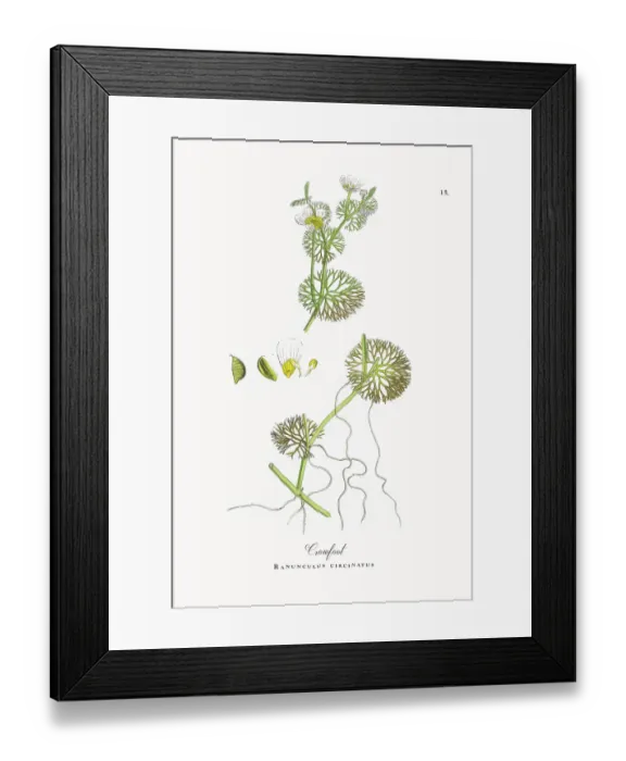 Framed Print : Beautifully Restored, Antique Engraved and Hand-Colored Victorian Botanical Illustration, 1863 Framed Print : Beautifully Restored, Antique Engraved and Hand-Colored Victorian Botanical Illustration, 1863
