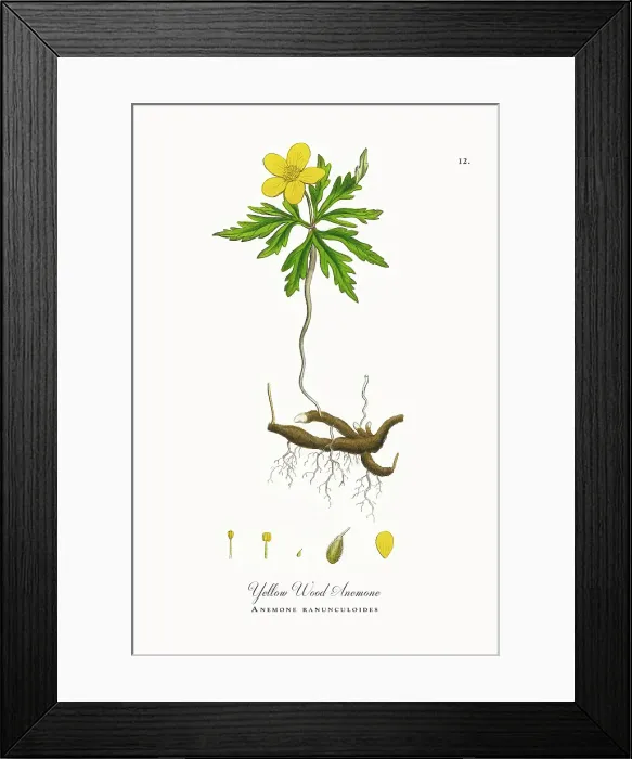 Framed Print : Beautifully Restored, Antique Engraved and Hand-Colored Victorian Botanical Illustration, 1863