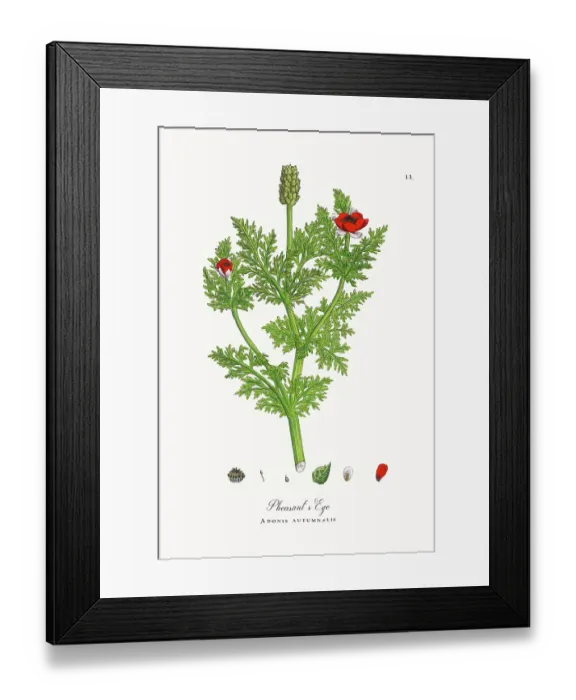 Framed Print : Beautifully Restored, Antique Engraved and Hand-Colored Victorian Botanical Illustration, 1863