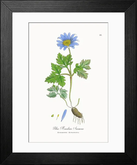 Framed Print : Beautifully Restored, Antique Engraved and Hand-Colored Victorian Botanical Illustration, 1863 Framed Print : Beautifully Restored, Antique Engraved and Hand-Colored Victorian Botanical Illustration, 1863