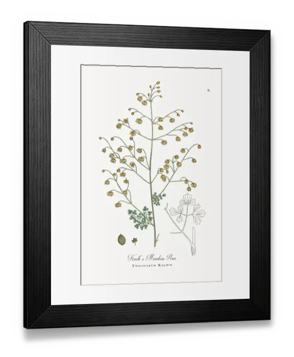 Framed Print : Beautifully Restored, Antique Engraved and Hand-Colored Victorian Botanical Illustration, 1863 Framed Print : Beautifully Restored, Antique Engraved and Hand-Colored Victorian Botanical Illustration, 1863