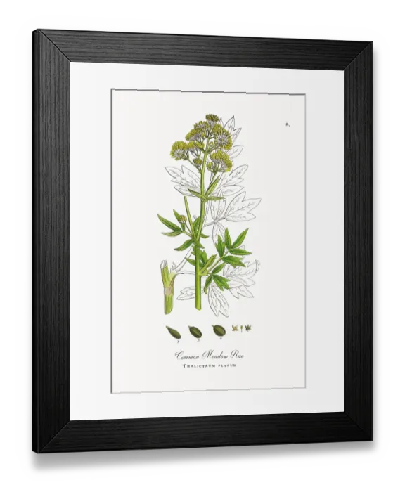 Framed Print : Beautifully Restored, Antique Engraved and Hand-Colored Victorian Botanical Illustration, 1863 Framed Print : Beautifully Restored, Antique Engraved and Hand-Colored Victorian Botanical Illustration, 1863