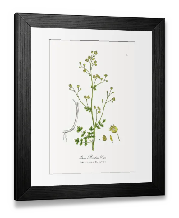 Framed Print : Beautifully Restored, Antique Engraved and Hand-Colored Victorian Botanical Illustration, 1863 Framed Print : Beautifully Restored, Antique Engraved and Hand-Colored Victorian Botanical Illustration, 1863