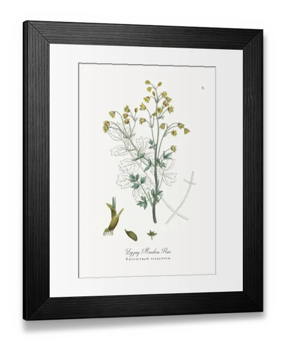 Framed Print : Beautifully Restored, Antique Engraved and Hand-Colored Victorian Botanical Illustration, 1863 Framed Print : Beautifully Restored, Antique Engraved and Hand-Colored Victorian Botanical Illustration, 1863