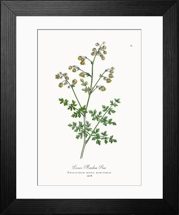 Framed Print : Beautifully Restored, Antique Engraved and Hand-Colored Victorian Botanical Illustration, 1863 Framed Print : Beautifully Restored, Antique Engraved and Hand-Colored Victorian Botanical Illustration, 1863