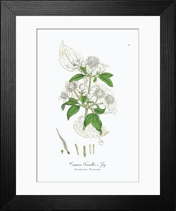 Framed Print : Beautifully Restored, Antique Engraved and Hand-Colored Victorian Botanical Illustration, 1863 Framed Print : Beautifully Restored, Antique Engraved and Hand-Colored Victorian Botanical Illustration, 1863