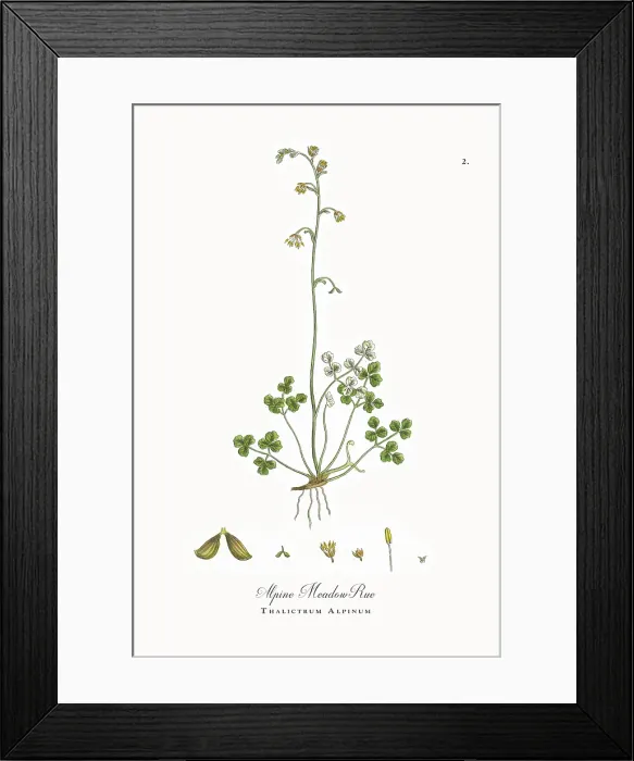 Framed Print : Beautifully Restored, Antique Engraved and Hand-Colored Victorian Botanical Illustration, 1863 Framed Print : Beautifully Restored, Antique Engraved and Hand-Colored Victorian Botanical Illustration, 1863