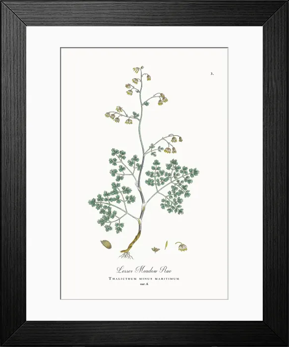 Framed Print : Beautifully Restored, Antique Engraved and Hand-Colored Victorian Botanical Illustration, 1863 Framed Print : Beautifully Restored, Antique Engraved and Hand-Colored Victorian Botanical Illustration, 1863