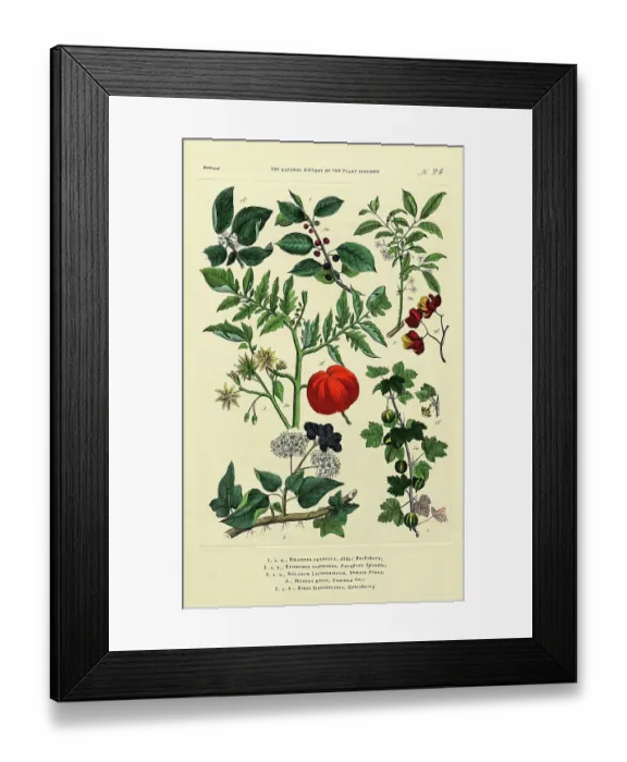 Framed Print : History of the Plant Kingdom, Victorian Botanical Illustration, Plate 24, Circa 1853 Framed Print : History of the Plant Kingdom, Victorian Botanical Illustration, Plate 24, Circa 1853