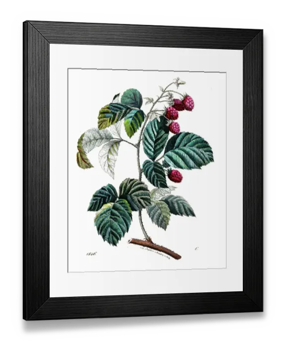Framed Print : Raspberry - Very rare plate from Book of the World 1846 Framed Print : Raspberry - Very rare plate from Book of the World 1846