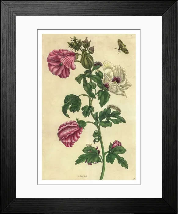Framed Print : Engraving of a sprig of Okra with the life cycle of an unidentified insect Framed Print : Engraving of a sprig of Okra with the life cycle of an unidentified insect