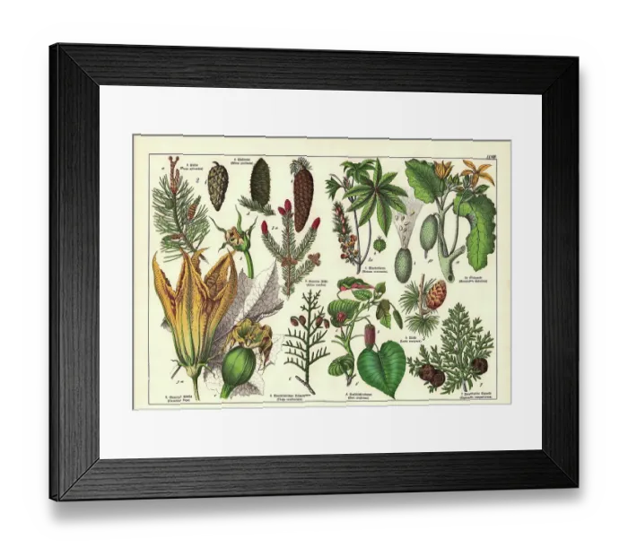 Framed Print : 19th Century - Original scanned antique Victorian style botanical lithographs boards with corresponding caption in Latin and old German script. Munich 1880 - 1889, Germany Framed Print : 19th Century - Original scanned antique Victorian style botanical lithographs boards with corresponding caption in Latin and old German script. Munich 1880 - 1889, Germany