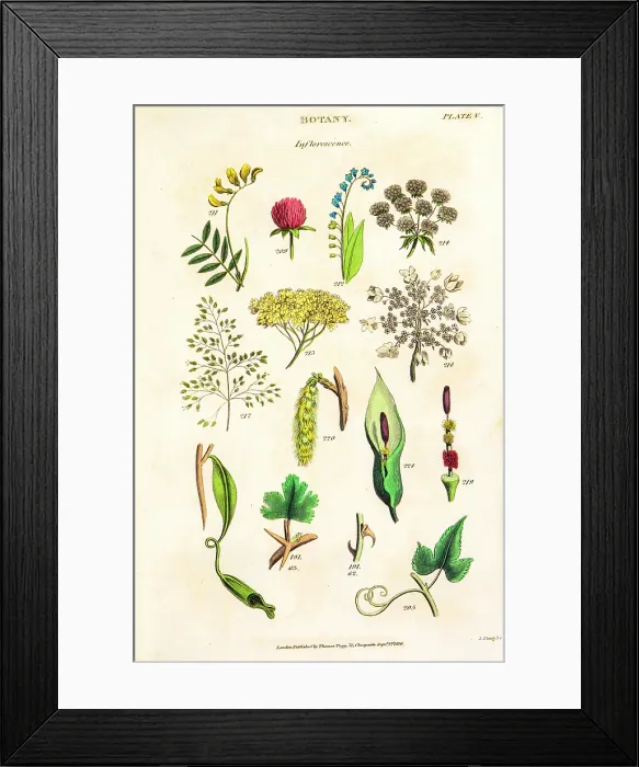 Framed Print : Botanical Linnean classification, 19th century illustration Framed Print : Botanical Linnean classification, 19th century illustration