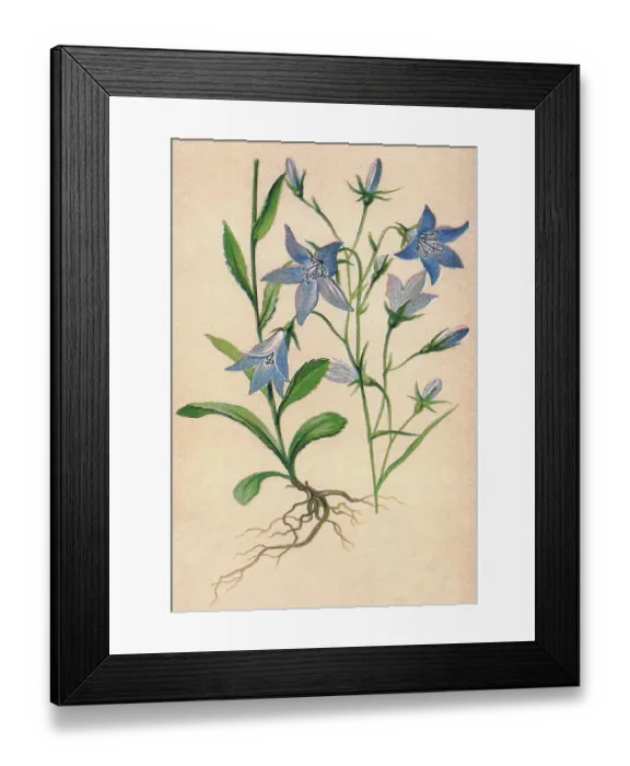 Framed Print : Old chromolithograph illustration of Botany, spreading bellflower (Campanula patula) a plant species of the genus Campanula Framed Print : Old chromolithograph illustration of Botany, spreading bellflower (Campanula patula) a plant species of the genus Campanula
