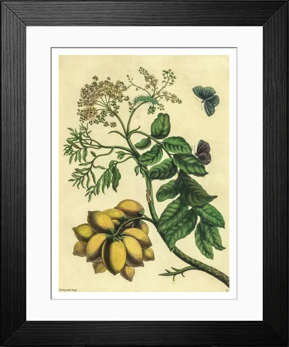 Framed Print : Engraving of a branch of the Yellow Mombin with the life cycle of an unidentified butterfly Framed Print : Engraving of a branch of the Yellow Mombin with the life cycle of an unidentified butterfly