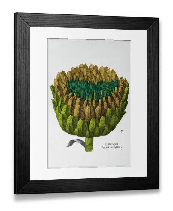 Framed Print : Cynara Scolymus - Cropped from Victorian style botanical lithographs book. Munich 1880-1889, Germany Framed Print : Cynara Scolymus - Cropped from Victorian style botanical lithographs book. Munich 1880-1889, Germany