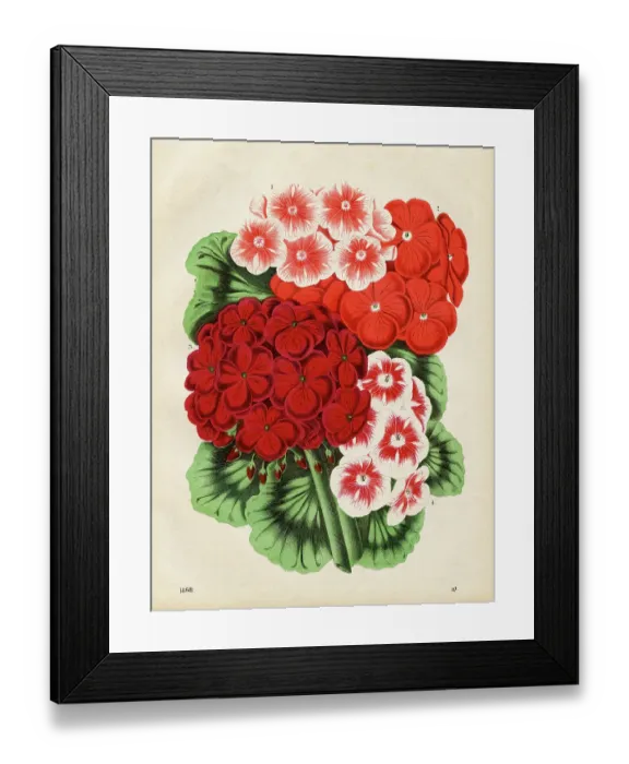 Framed Print : Geraniums Chromolithograph 1868 Framed Print : Geraniums Chromolithograph 1868