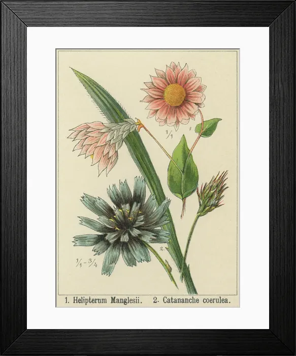 Framed Print : Old chromolithograph illustration of Botany, pink sunray, silver bells, Australian strawflower, timeless rose or Mangles everlasting (Rhodanthe manglesii) a herbaceous plant, a native of Western Australia