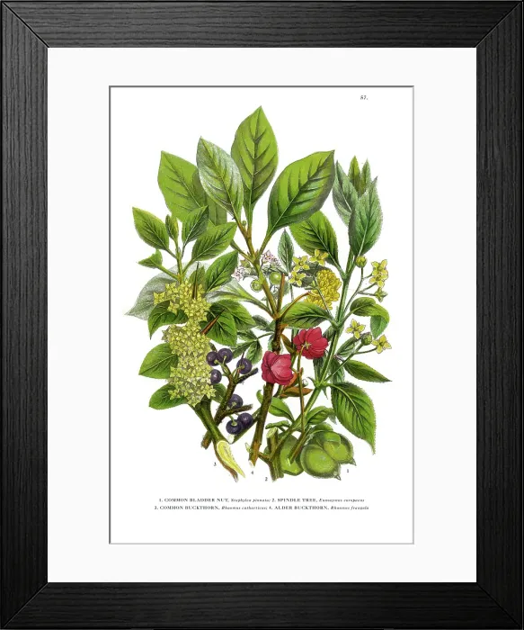 Framed Print : Victorian Botanical Illustration: Bladder Nut, Spindle and Buckthorn Tree Framed Print : Victorian Botanical Illustration: Bladder Nut, Spindle and Buckthorn Tree