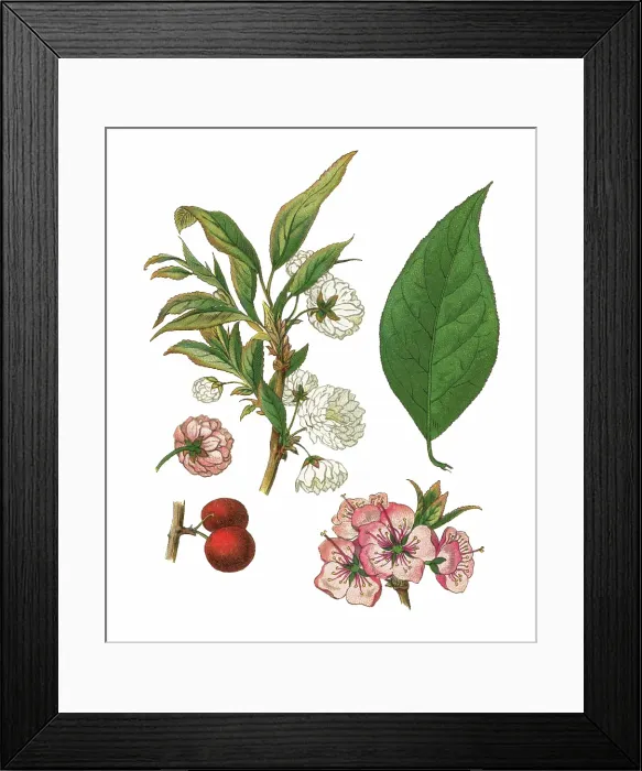 Framed Print : Old chromolithograph illustration of japanese bush cherry, Oriental bush cherry, or Korean bush cherry (Prunus japonica or Cerasus japonica) Framed Print : Old chromolithograph illustration of japanese bush cherry, Oriental bush cherry, or Korean bush cherry (Prunus japonica or Cerasus japonica)