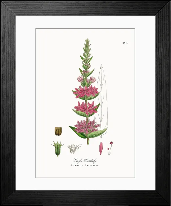 Framed Print : Beautifully Restored, Antique Engraved and Hand-Colored Victorian Botanical Illustration, 1863 Framed Print : Beautifully Restored, Antique Engraved and Hand-Colored Victorian Botanical Illustration, 1863