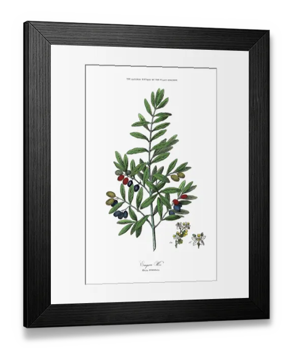 Framed Print : Perennials, Plant Kingdom, Victorian Botanical Illustration, Circa 1853 Framed Print : Perennials, Plant Kingdom, Victorian Botanical Illustration, Circa 1853