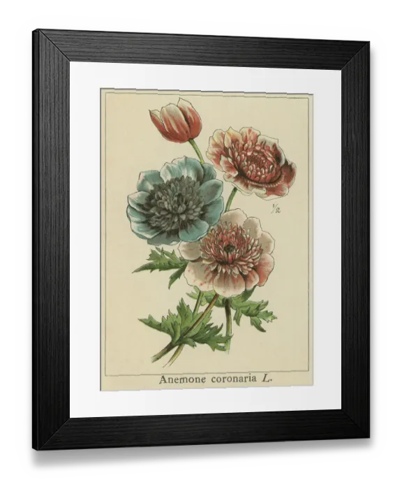 Framed Print : Old chromolithograph illustration of Botany, the poppy anemone, Spanish marigold or windflower (Anemone coronaria) a species of flowering plant in the buttercup family Ranunculaceae, native to the Mediterranean region Framed Print : Old chromolithograph illustration of Botany, the poppy anemone, Spanish marigold or windflower (Anemone coronaria) a species of flowering plant in the buttercup family Ranunculaceae, native to the Mediterranean region
