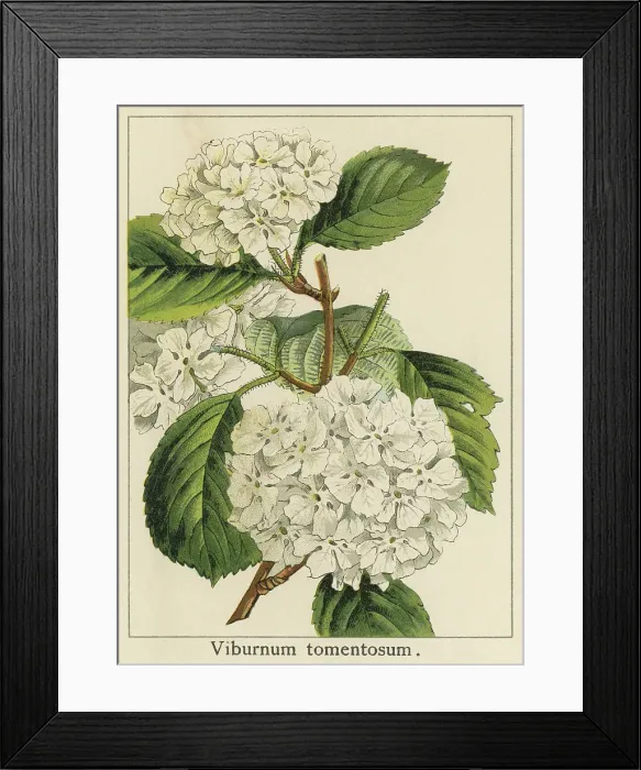 Framed Print : Old chromolithograph illustration of Viburnum tinus, the laurustinus, laurustine or laurestine Framed Print : Old chromolithograph illustration of Viburnum tinus, the laurustinus, laurustine or laurestine