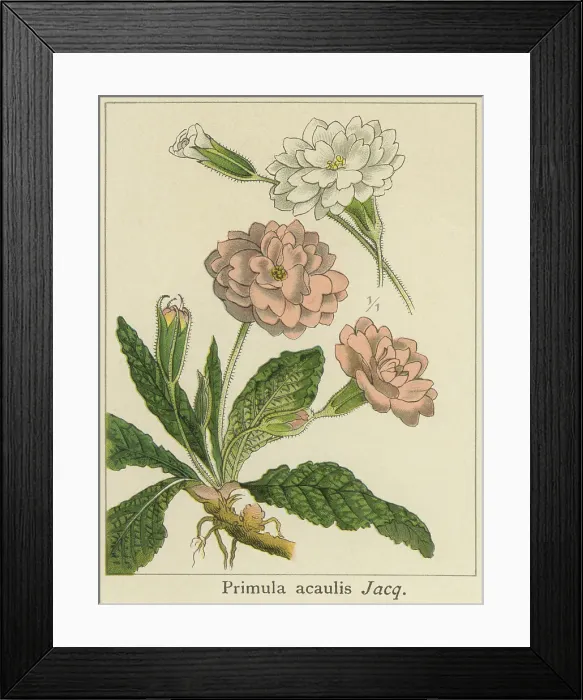 Framed Print : Old chromolithograph illustration of Botany, primrose, common primrose or English primrose (Primula vulgaris) Framed Print : Old chromolithograph illustration of Botany, primrose, common primrose or English primrose (Primula vulgaris)
