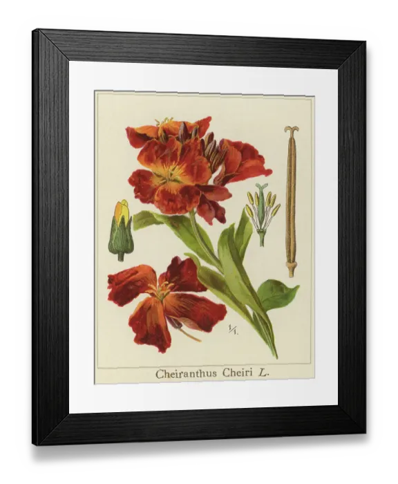 Framed Print : Old chromolithograph illustration of Botany, Erysimum cheiri or Cheiranthus cheiri - wallflower, flowering plant in the family Brassicaceae (Cruciferae), native to Greece Framed Print : Old chromolithograph illustration of Botany, Erysimum cheiri or Cheiranthus cheiri - wallflower, flowering plant in the family Brassicaceae (Cruciferae), native to Greece
