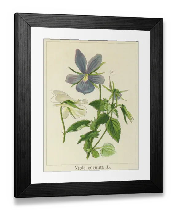 Framed Print : Old chromolithograph illustration of Botany, horned pansy or horned violet (Viola cornuta) Framed Print : Old chromolithograph illustration of Botany, horned pansy or horned violet (Viola cornuta)