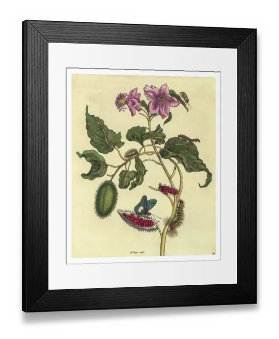 Framed Print : Engraving of a branch of Achiote with the lifecycle of a Firetip Butterfly and a single moth at top right Framed Print : Engraving of a branch of Achiote with the lifecycle of a Firetip Butterfly and a single moth at top right