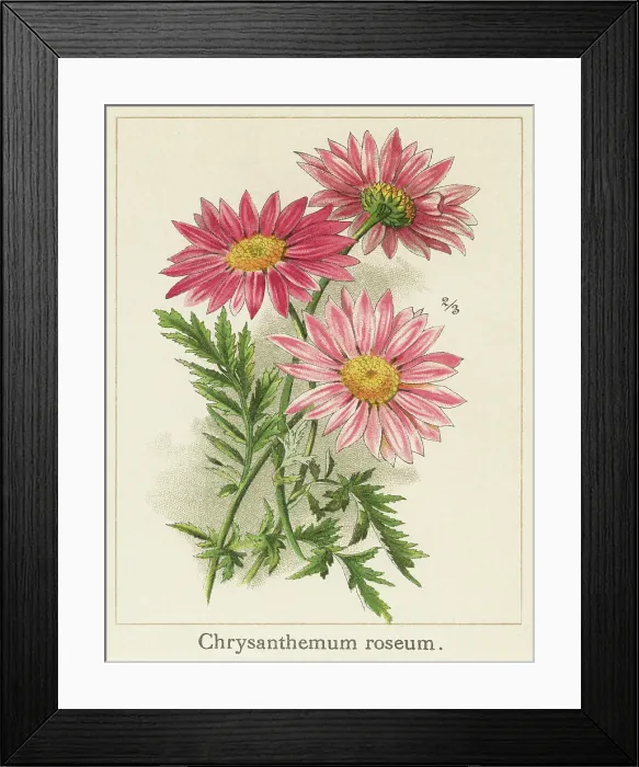 Framed Print : Old chromolithograph illustration of Botany, Chrysanthemums or mums (Chrysanthemum arcticum)