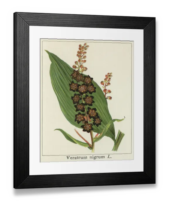 Framed Print : Old chromolithograph illustration of Botany, black false hellebore (Veratrum nigrum)