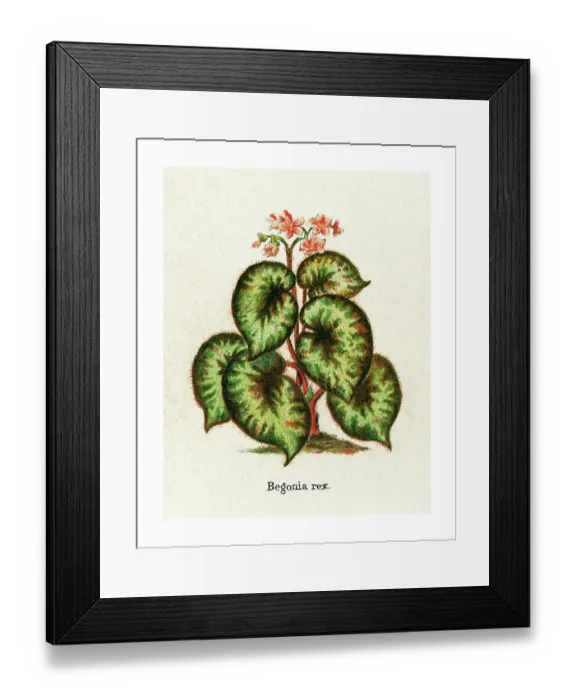 Framed Print : Old engraved illustration of Botany, Rex begonias (Begonia rex) Framed Print : Old engraved illustration of Botany, Rex begonias (Begonia rex)