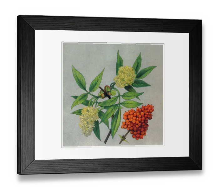 Framed Print : Old chromolithograph illustration of Botany, red elderberry or red-berried elder (Sambucus racemosa) a species of elderberry