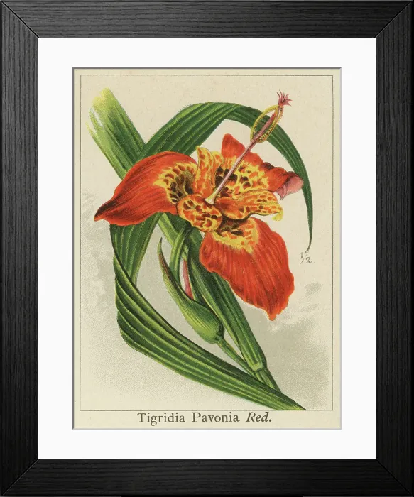 Framed Print : Old chromolithograph illustration of Botany, jockey's cap lily, Mexican shellflower, peacock flower, tiger iris, and tiger flower (Tigridia pavonia) Framed Print : Old chromolithograph illustration of Botany, jockey's cap lily, Mexican shellflower, peacock flower, tiger iris, and tiger flower (Tigridia pavonia)
