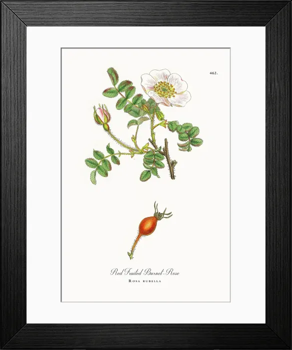 Framed Print : Beautifully Restored, Antique Engraved and Hand-Colored Victorian Botanical Illustration, 1863 Framed Print : Beautifully Restored, Antique Engraved and Hand-Colored Victorian Botanical Illustration, 1863