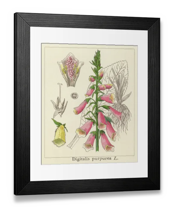 Framed Print : Old chromolithograph illustration of Botany, Lady's glove, foxglove or common foxglove (Digitalis purpurea) Framed Print : Old chromolithograph illustration of Botany, Lady's glove, foxglove or common foxglove (Digitalis purpurea)