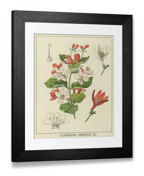 Framed Print : Old engraved illustration of Botany, tatarian honeysuckle (Lonicera tatarica) Framed Print : Old engraved illustration of Botany, tatarian honeysuckle (Lonicera tatarica)