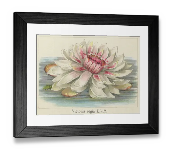 Framed Print : Old chromolithograph illustration of Botany, Water Lily (Victoria regia, Victoria amazonica) Framed Print : Old chromolithograph illustration of Botany, Water Lily (Victoria regia, Victoria amazonica)