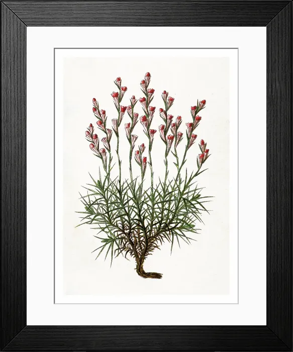 Framed Print : Old engraved illustration of Botany, Plants of the steppe - Acantholimon acerosum (Plumbaginaceae family) Framed Print : Old engraved illustration of Botany, Plants of the steppe - Acantholimon acerosum (Plumbaginaceae family)