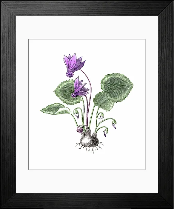 Framed Print : Old engraved illustration of Cyclamen purpurascens Framed Print : Old engraved illustration of Cyclamen purpurascens
