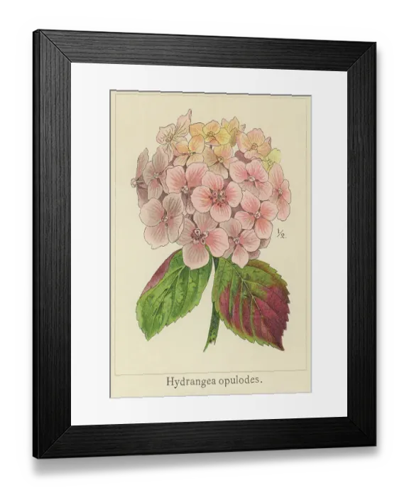 Framed Print : Old chromolithograph illustration of Botany, bigleaf hydrangea, French hydrangea, lacecap hydrangea, mophead hydrangea, penny mac or hortensia (Hydrangea macrophylla, Hydrangea opulodes) Framed Print : Old chromolithograph illustration of Botany, bigleaf hydrangea, French hydrangea, lacecap hydrangea, mophead hydrangea, penny mac or hortensia (Hydrangea macrophylla, Hydrangea opulodes)
