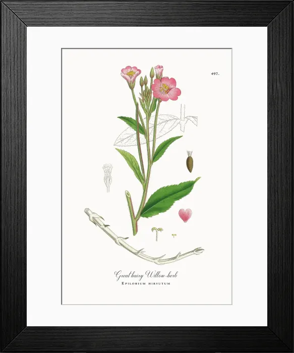 Framed Print : Beautifully Restored, Antique Engraved and Hand-Colored Victorian Botanical Illustration, 1863 Framed Print : Beautifully Restored, Antique Engraved and Hand-Colored Victorian Botanical Illustration, 1863