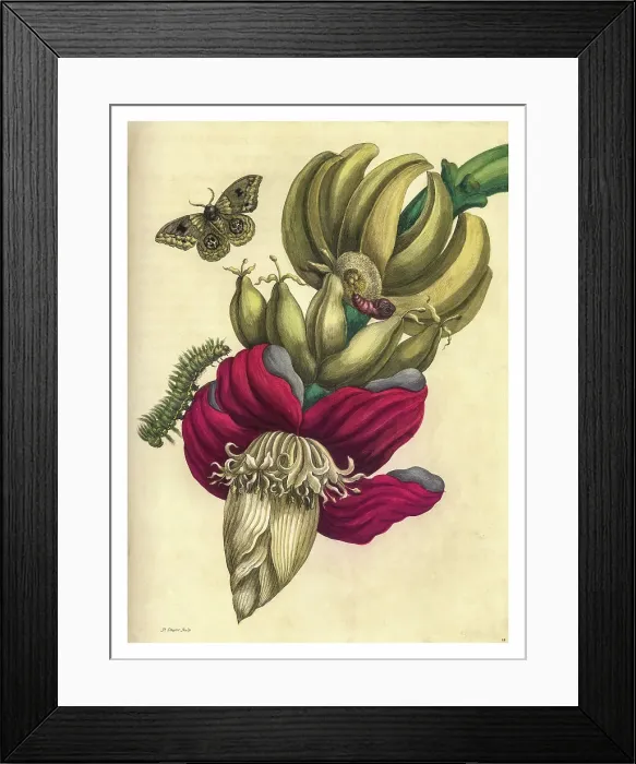 Framed Print : Engraving of a branch of banana with the life stages of a bullseye moth Framed Print : Engraving of a branch of banana with the life stages of a bullseye moth