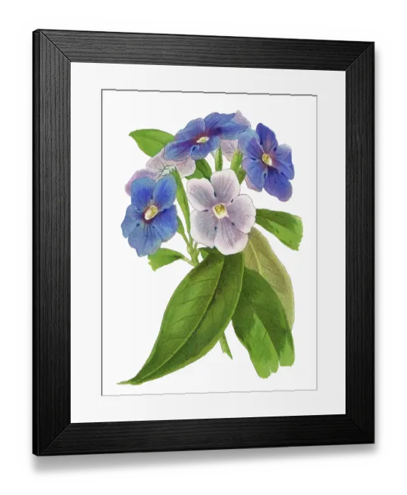 Framed Print : Old chromolithograph illustration of Botany, today, tomorrow together, morning-noon-and-night, kiss me quick or Brazil raintree (Brunfelsia pauciflora) Framed Print : Old chromolithograph illustration of Botany, today, tomorrow together, morning-noon-and-night, kiss me quick or Brazil raintree (Brunfelsia pauciflora)