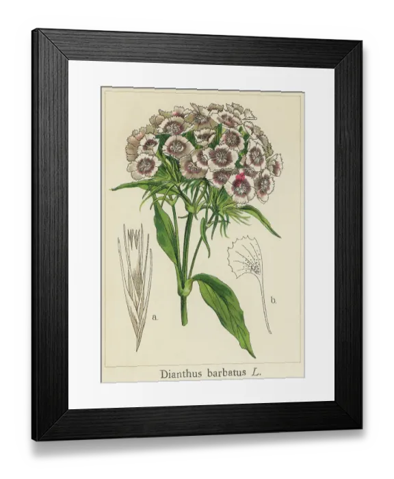 Framed Print : Old chromolithograph illustration of Botany, sweet William (Dianthus barbatus)