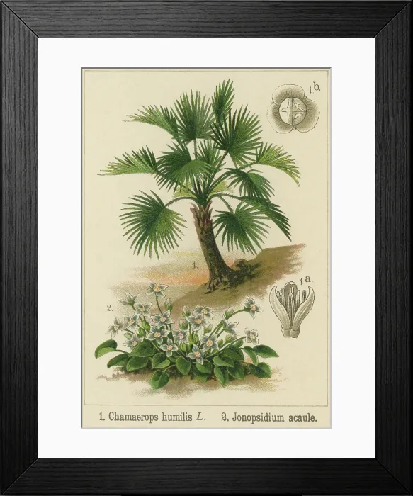 Framed Print : Old chromolithograph illustration of Botany, European fan palm or the Mediterranean dwarf palm (Chamaerops humilis) a genus of flowering plants in the family Arecaceae and Jonopsidium acaule Framed Print : Old chromolithograph illustration of Botany, European fan palm or the Mediterranean dwarf palm (Chamaerops humilis) a genus of flowering plants in the family Arecaceae and Jonopsidium acaule