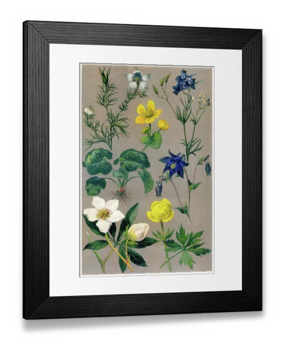 Framed Print : Old chromolithograph illustration of Botany, Ranunculaceae, buttercup or crowfoot family - a family of over 2, 000 known species of flowering plants in 43 genera, distributed worldwide Framed Print : Old chromolithograph illustration of Botany, Ranunculaceae, buttercup or crowfoot family - a family of over 2, 000 known species of flowering plants in 43 genera, distributed worldwide
